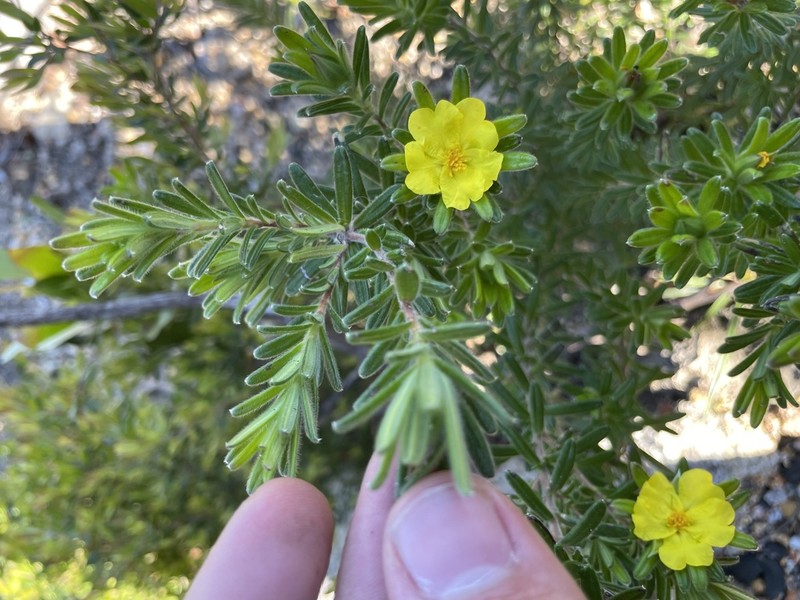Hibbertia patens photo 5