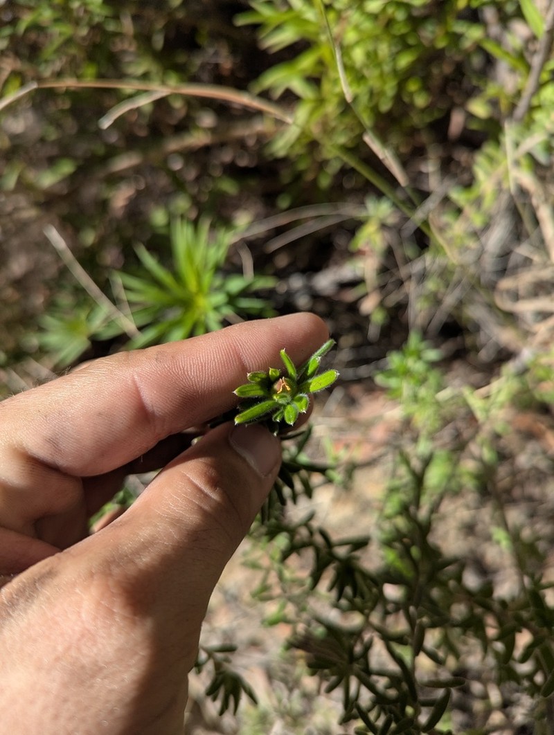 Hibbertia patens photo 6