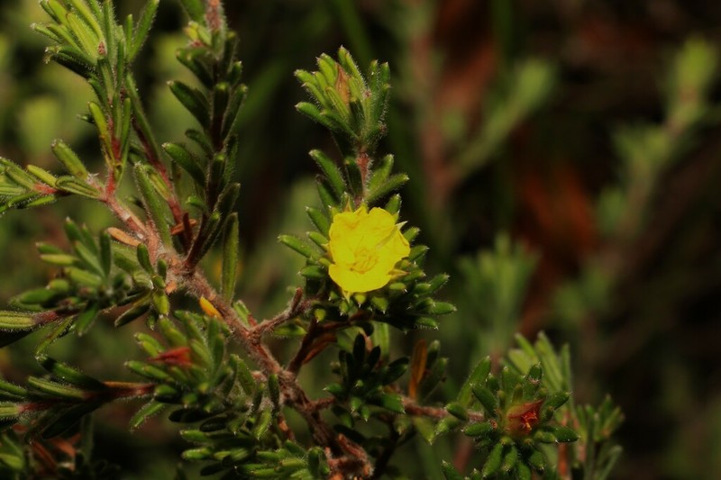 Hibbertia patens photo 7
