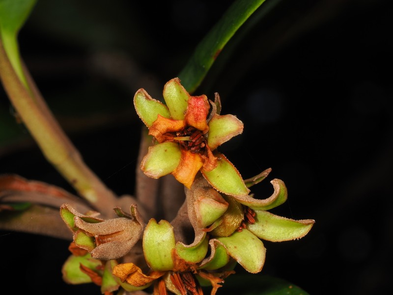 Hibbertia patula