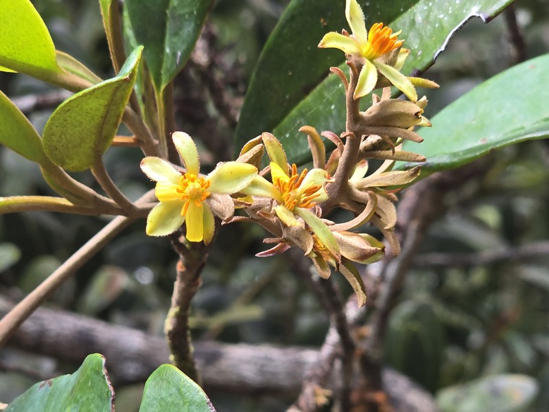 Hibbertia patula photo 4