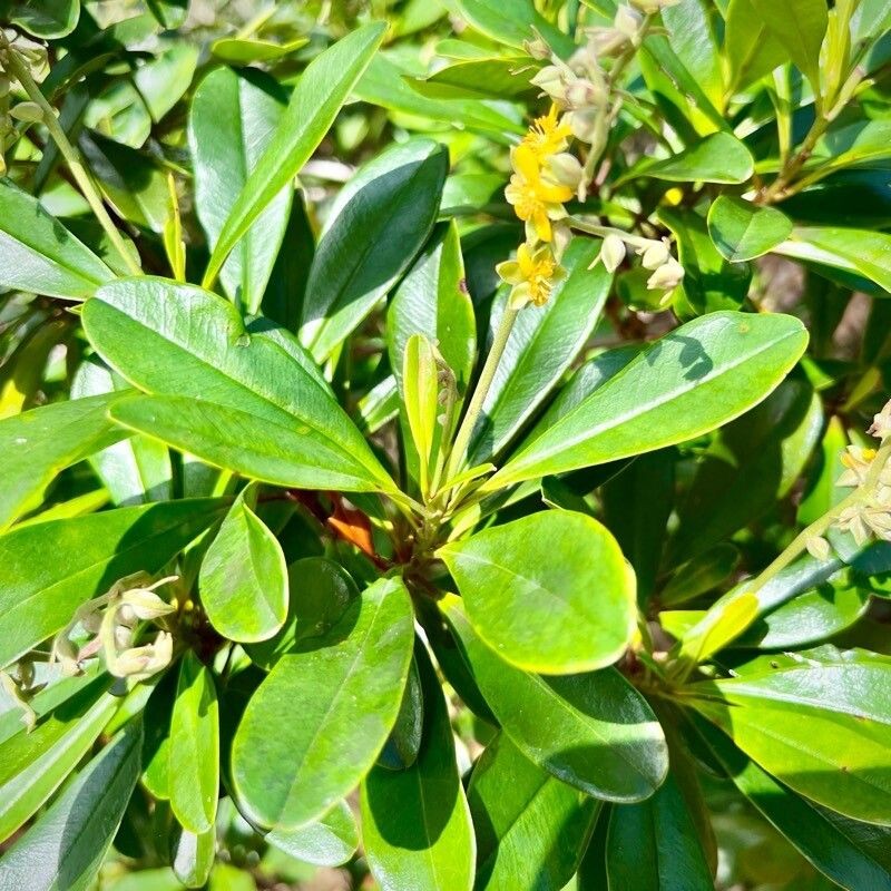 Hibbertia patula photo 5