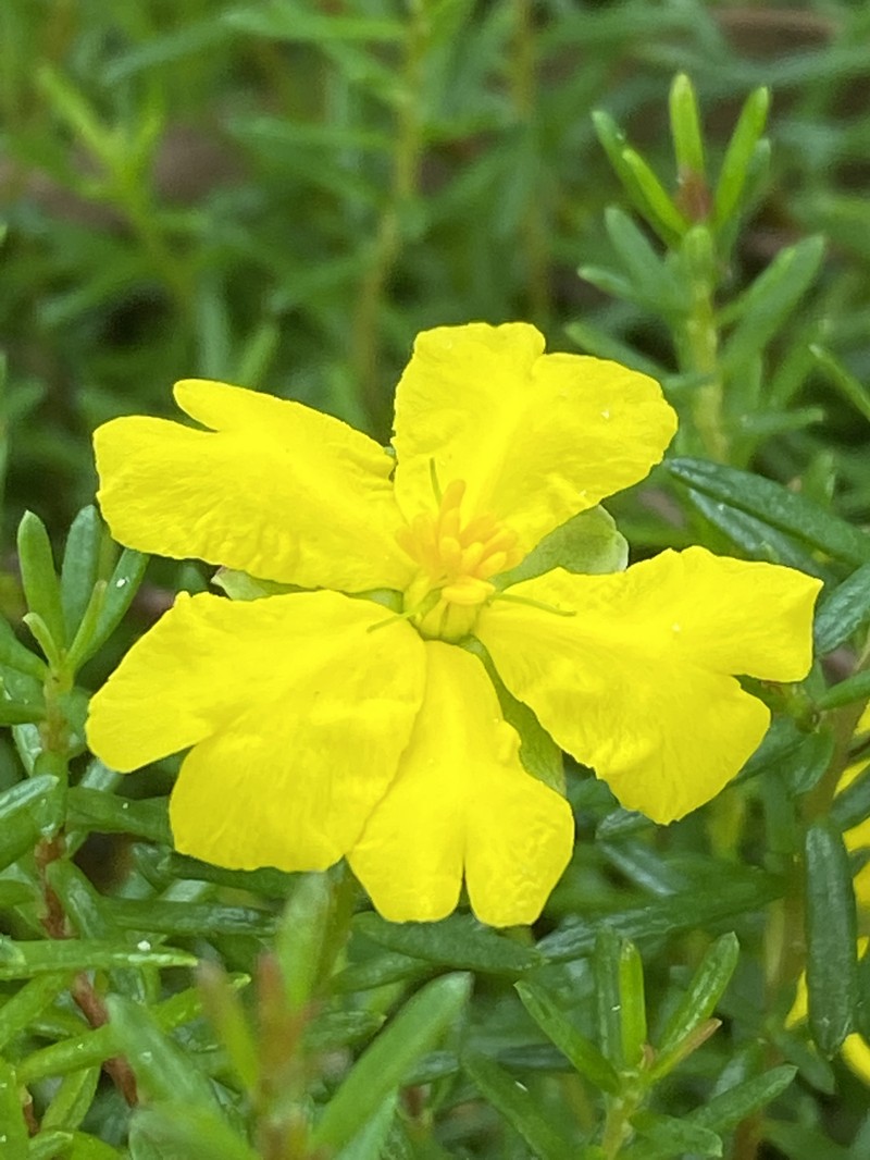 Hibbertia pedunculata