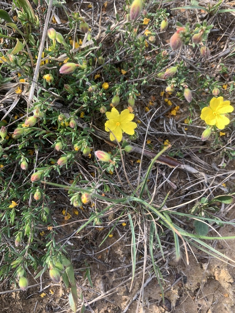 Hibbertia pedunculata photo 2