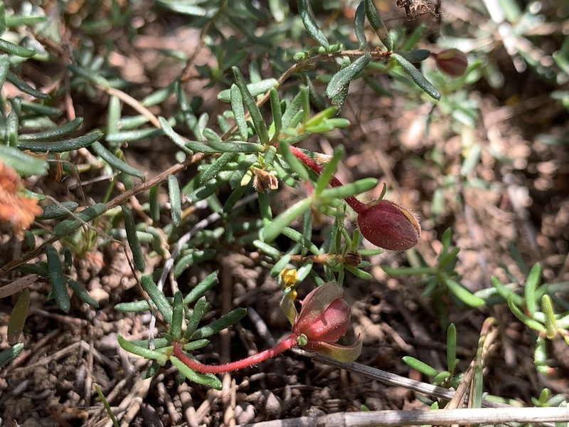 Hibbertia pedunculata photo 3
