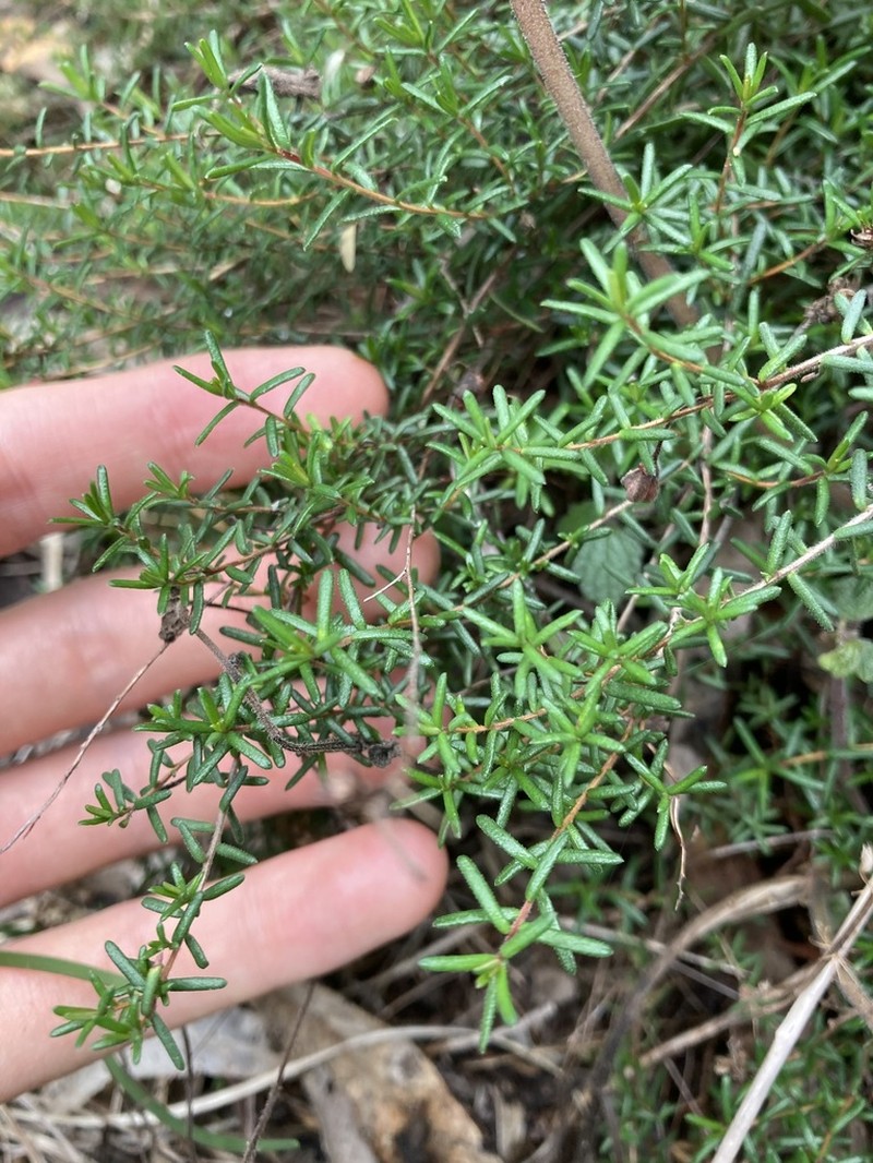 Hibbertia pedunculata photo 4