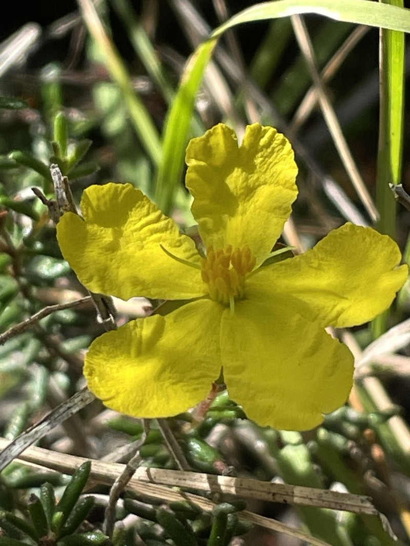 Hibbertia pedunculata photo 5