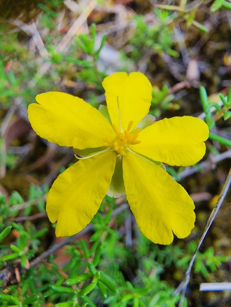 Hibbertia pedunculata photo 6