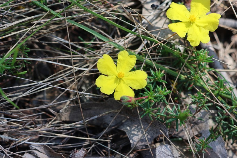 Hibbertia pedunculata photo 7