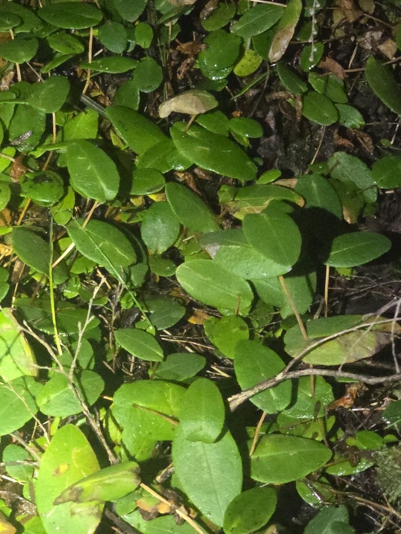Hibbertia perfoliata