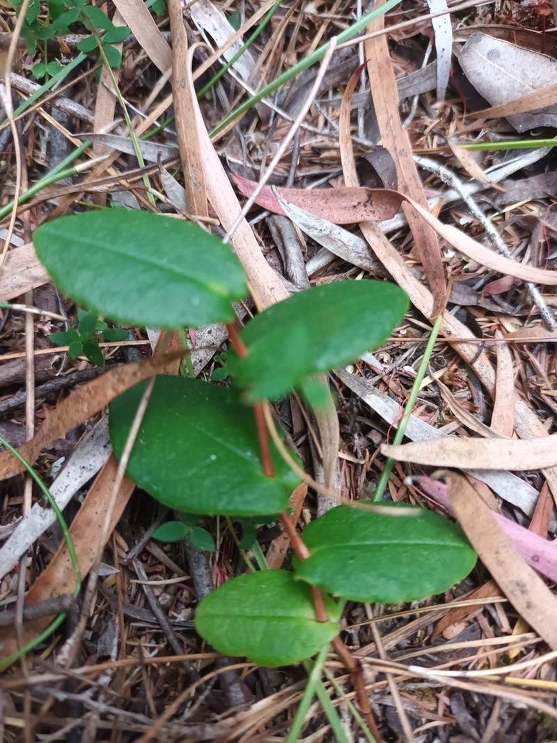 Hibbertia perfoliata photo 3