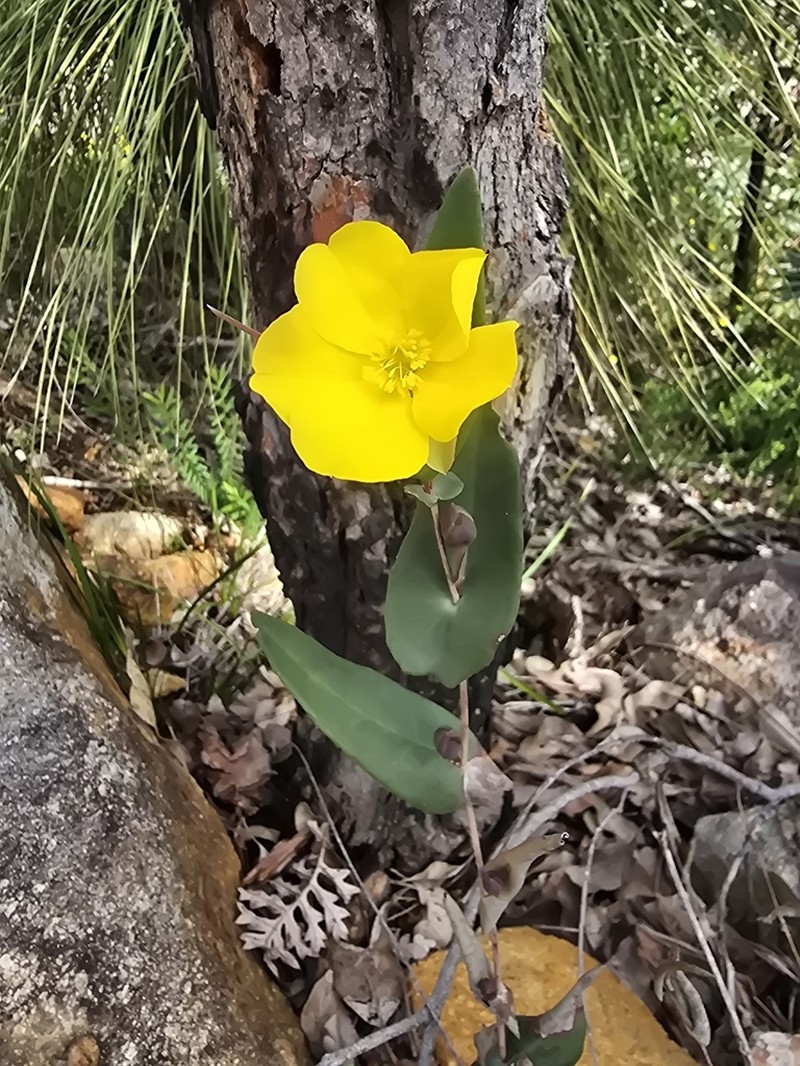 Hibbertia perfoliata photo 4
