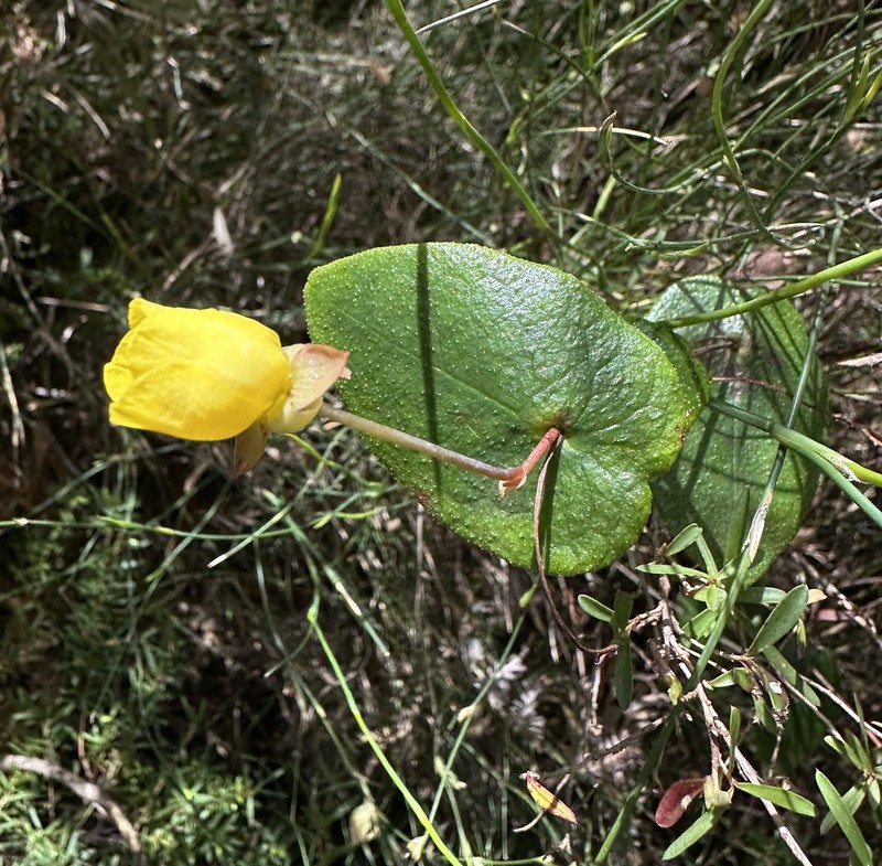 Hibbertia perfoliata photo 5