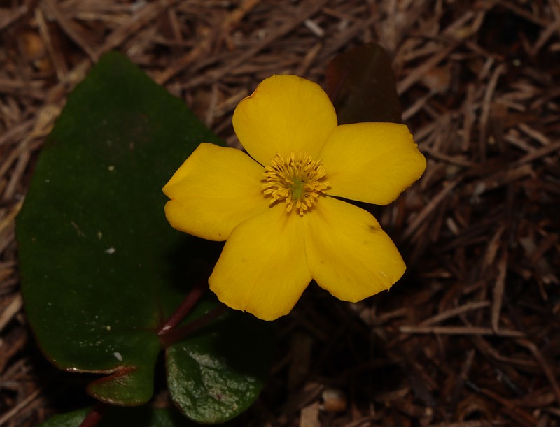 Hibbertia perfoliata photo 6