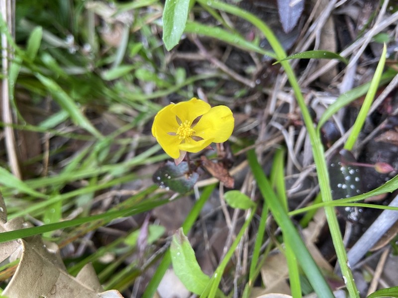 Hibbertia perfoliata photo 7