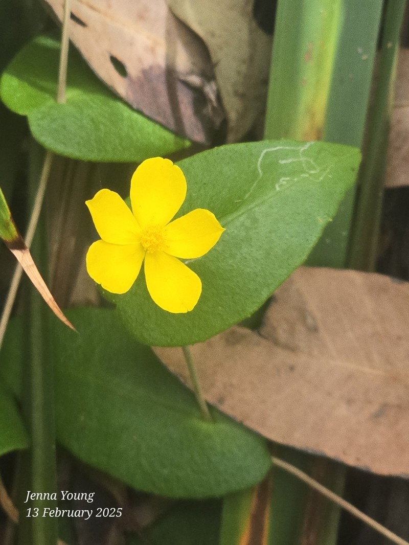 Hibbertia perfoliata photo 8