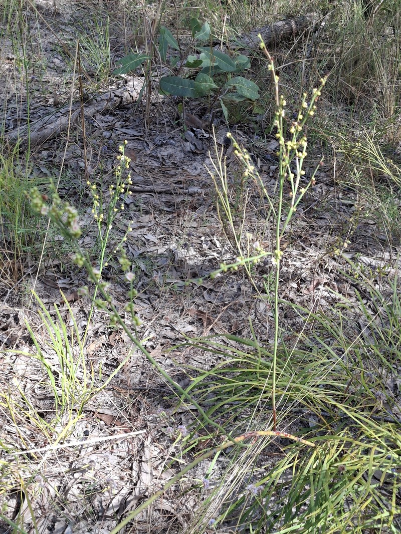 Hibbertia persquamata subsp. persquamata photo 2