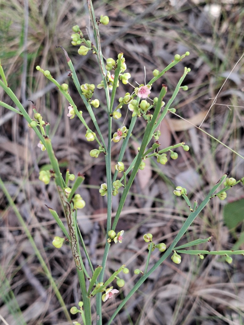 Hibbertia persquamata subsp. persquamata photo 4