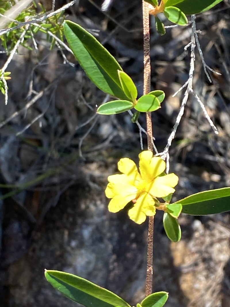 Hibbertia pholidota