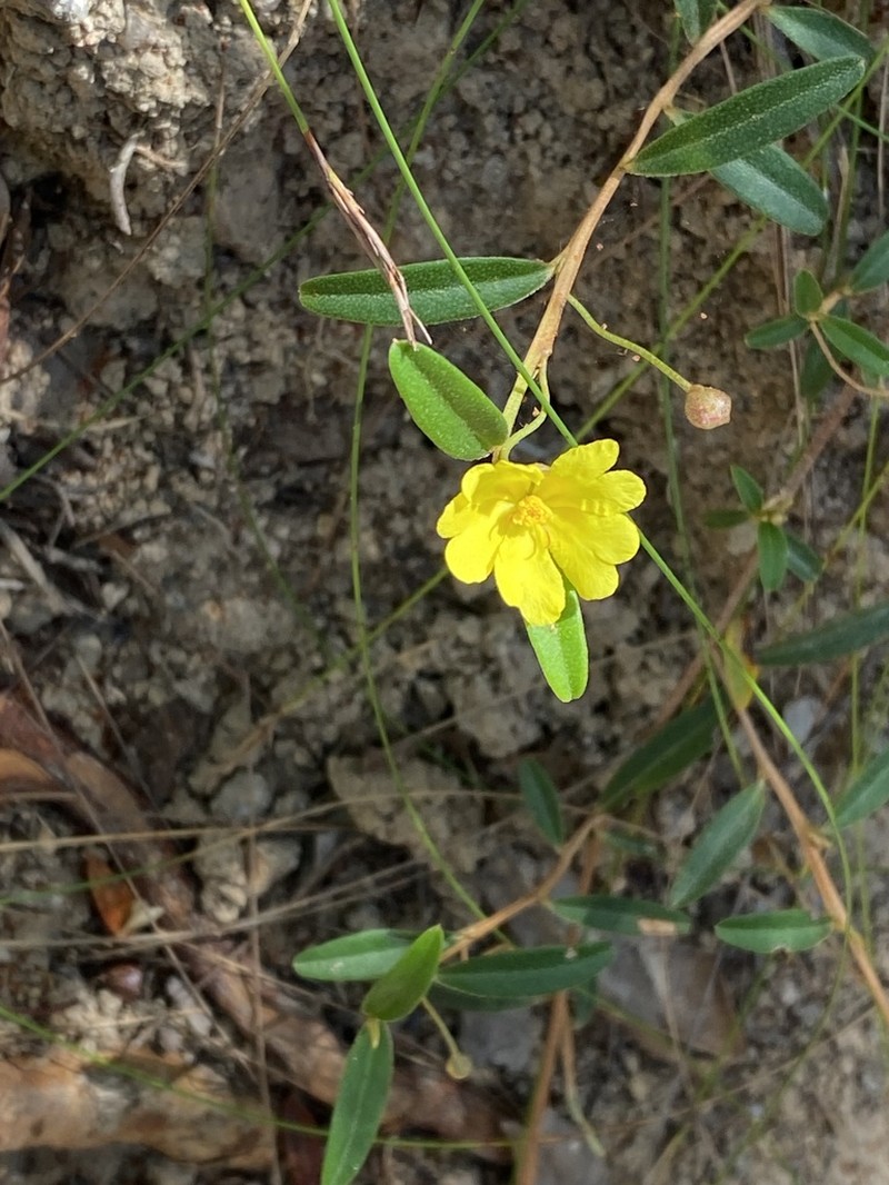 Hibbertia pholidota photo 2