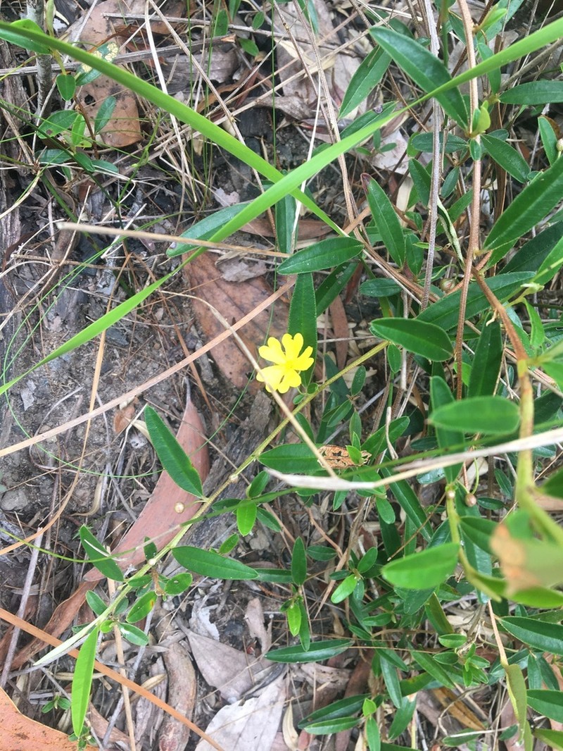 Hibbertia pholidota photo 3