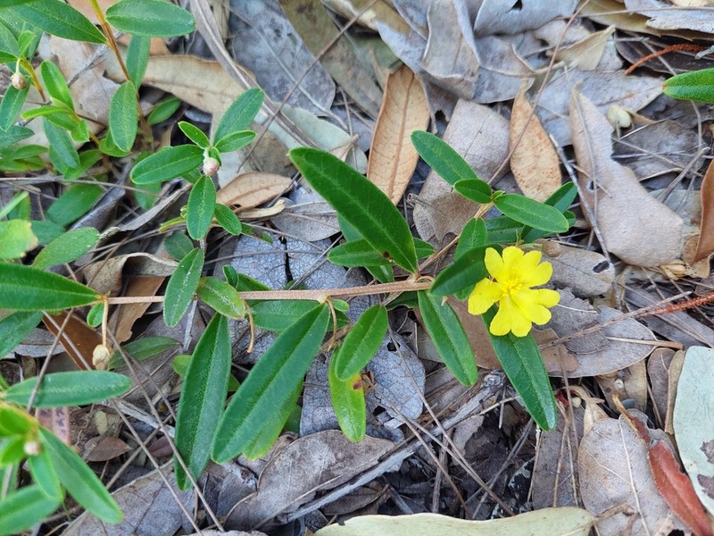 Hibbertia pholidota photo 4