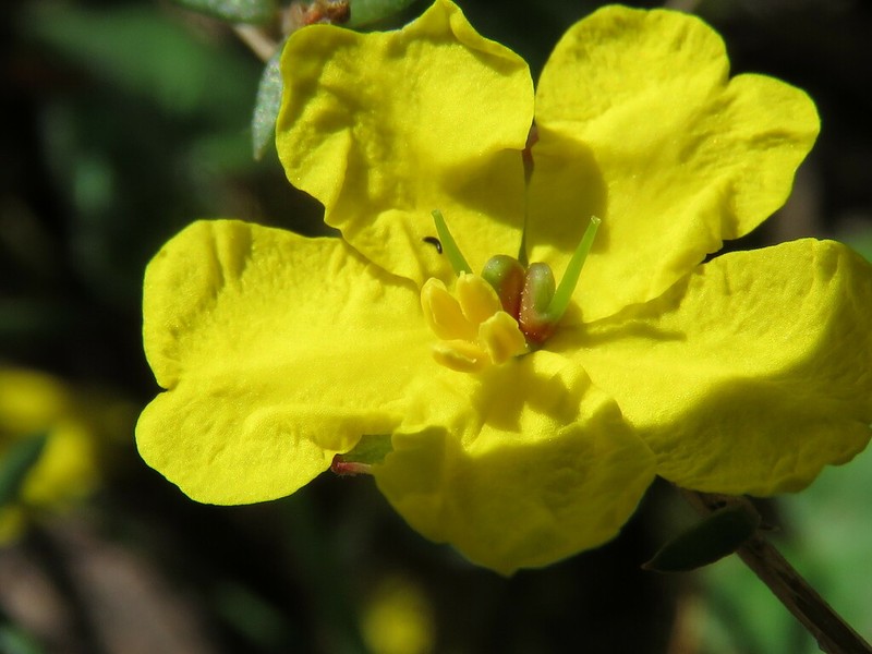Hibbertia pilifera