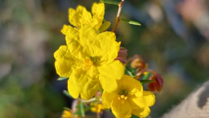 Hibbertia pilifera photo 2