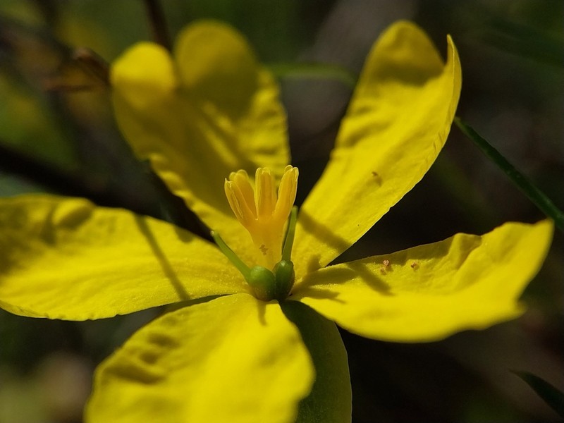 Hibbertia pilifera photo 3