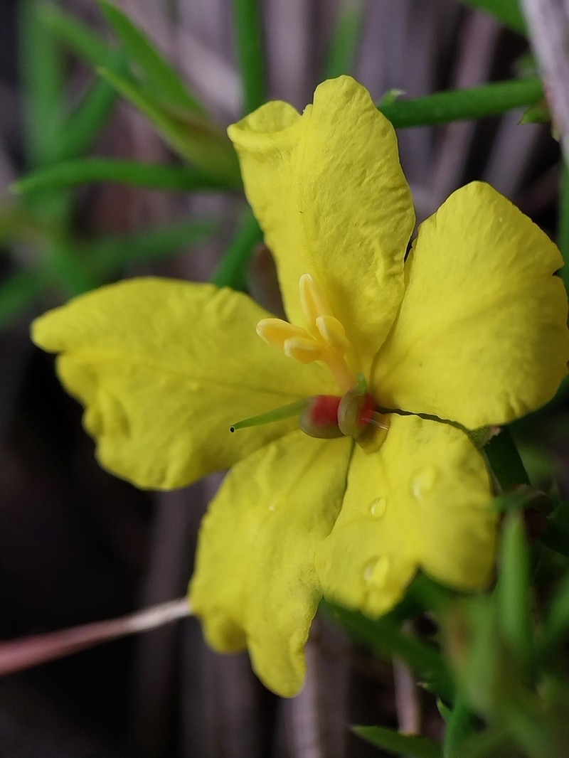 Hibbertia pilifera photo 4