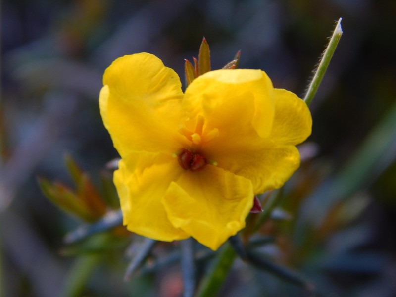 Hibbertia pilifera photo 5