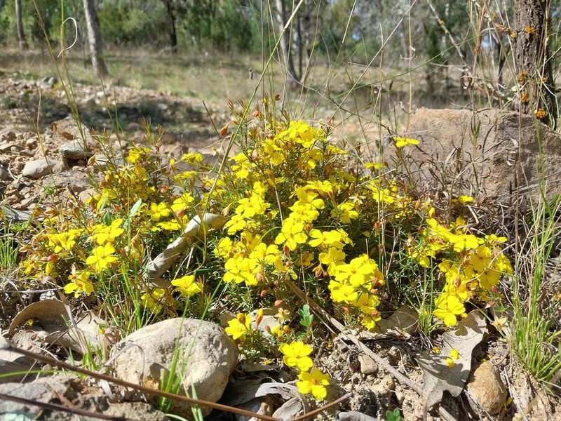 Hibbertia pilifera photo 6