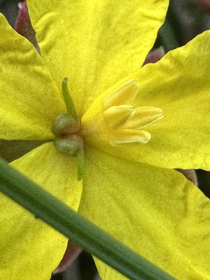 Hibbertia pilifera photo 7