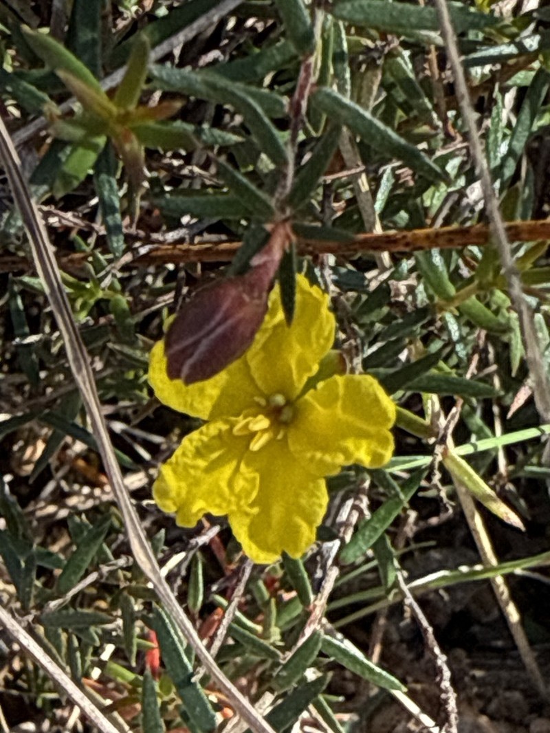 Hibbertia pilifera photo 8