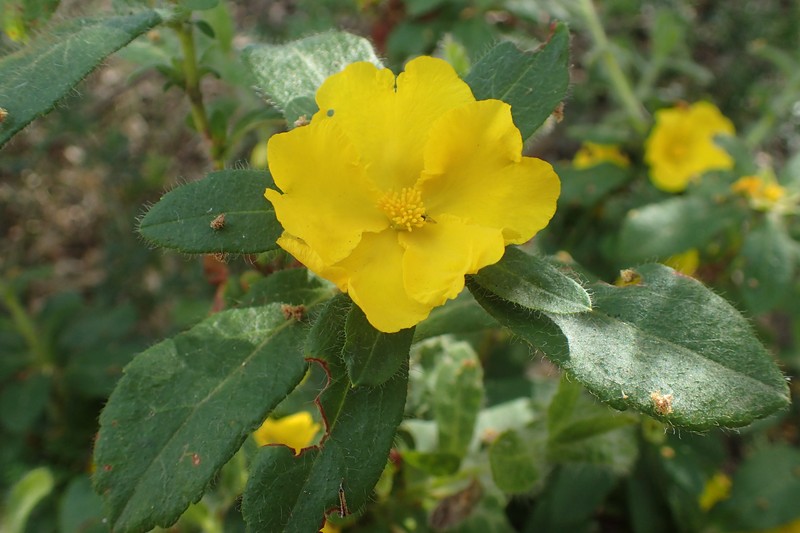 Hibbertia pilosa