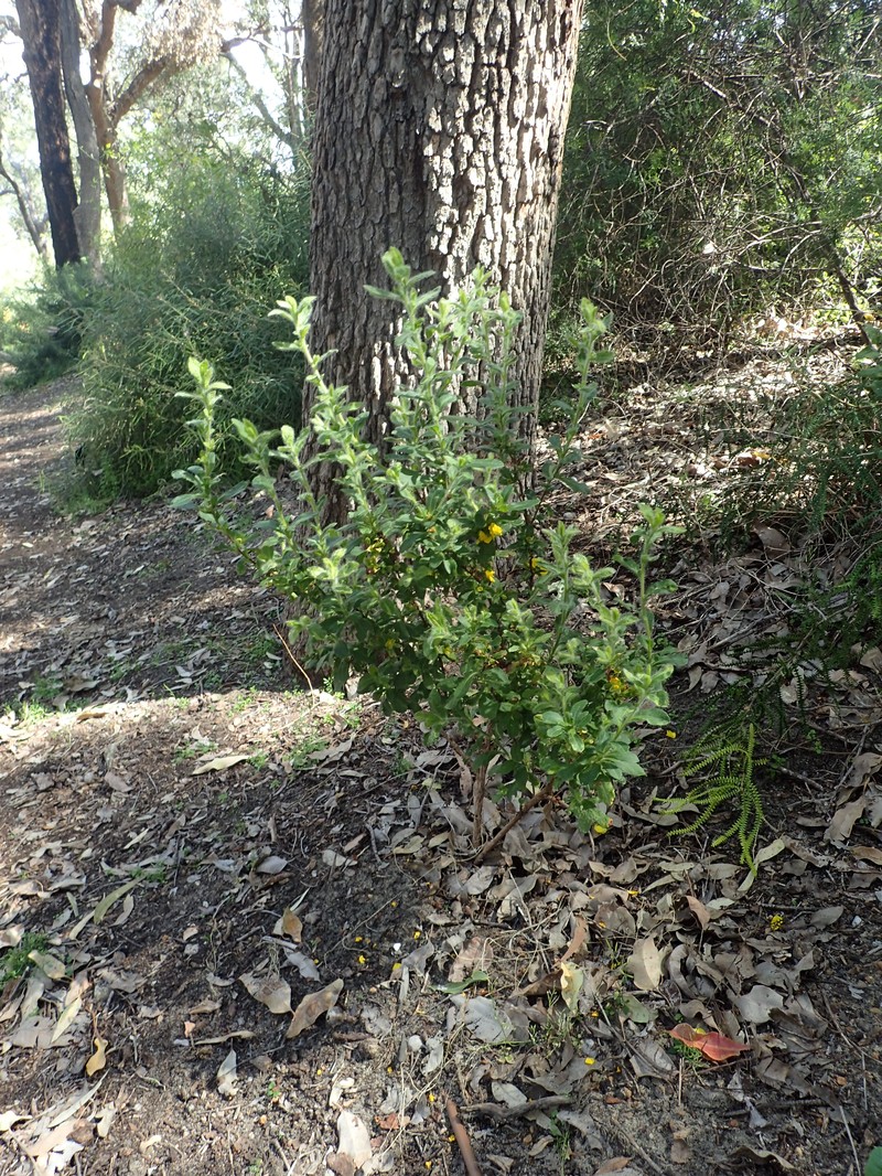 Hibbertia pilosa photo 2