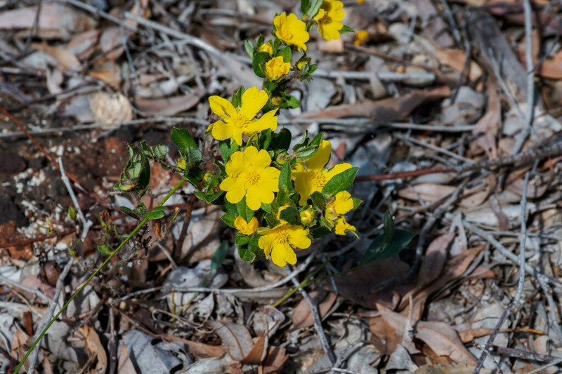 Hibbertia pilosa photo 3