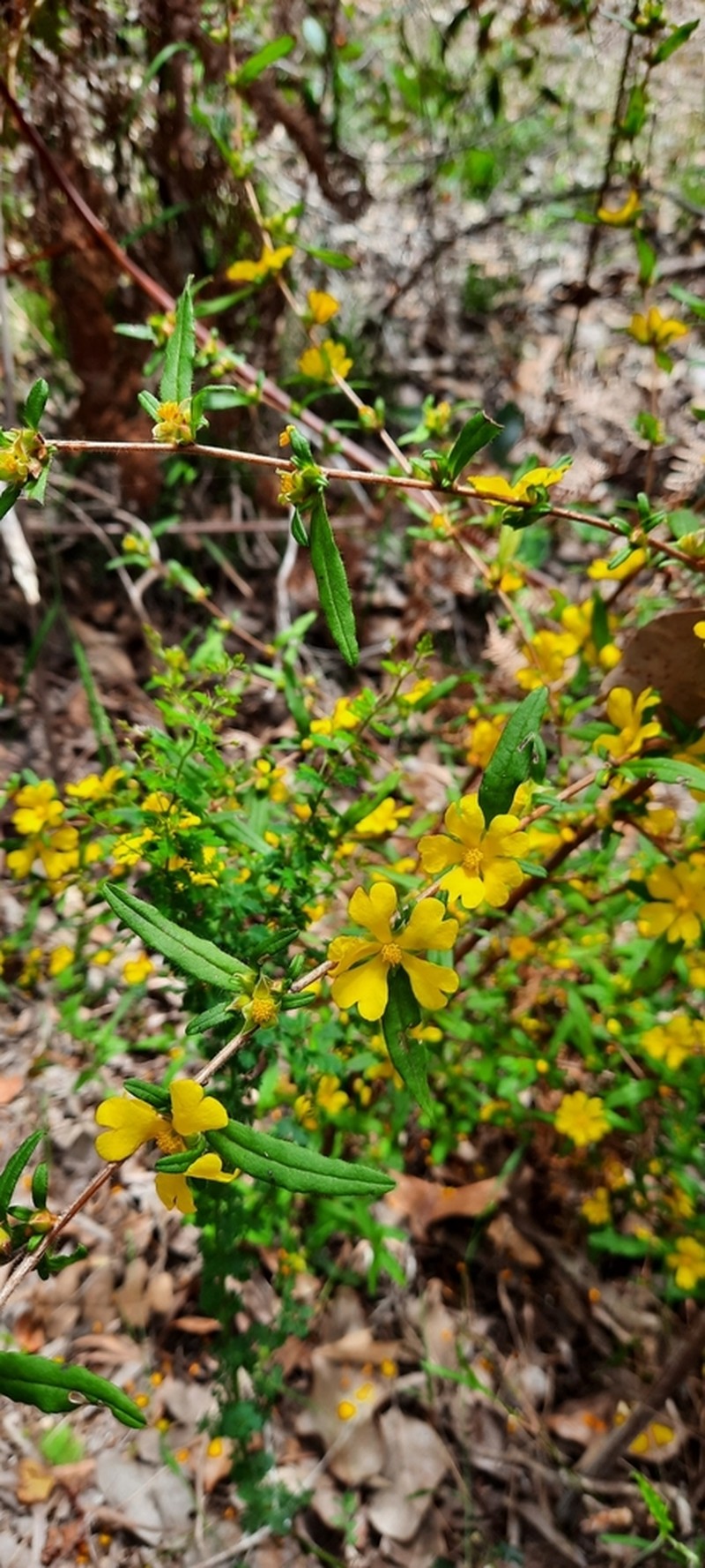 Hibbertia pilosa photo 4