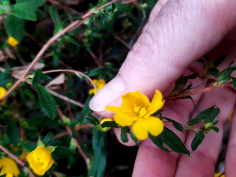 Hibbertia pilosa photo 5