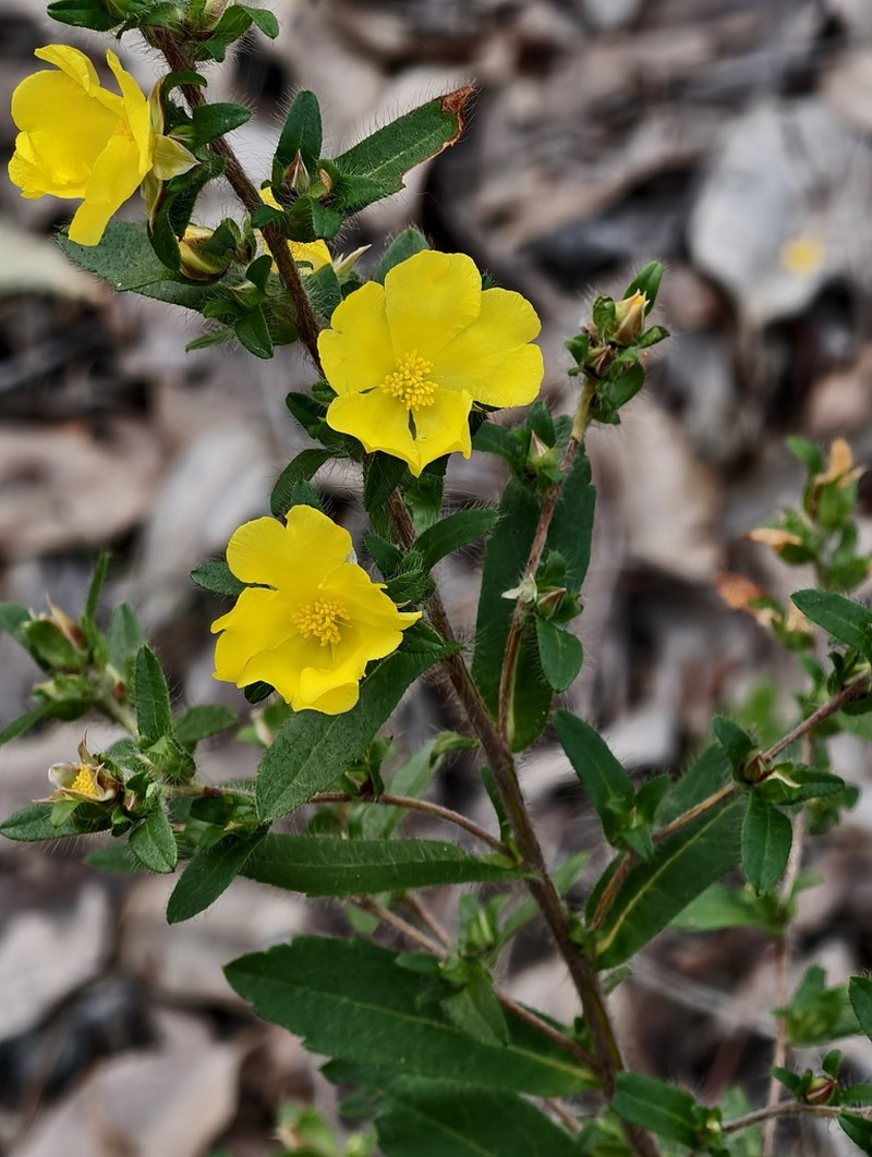 Hibbertia pilosa photo 6