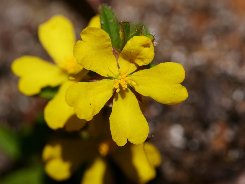 Hibbertia pilosa photo 7