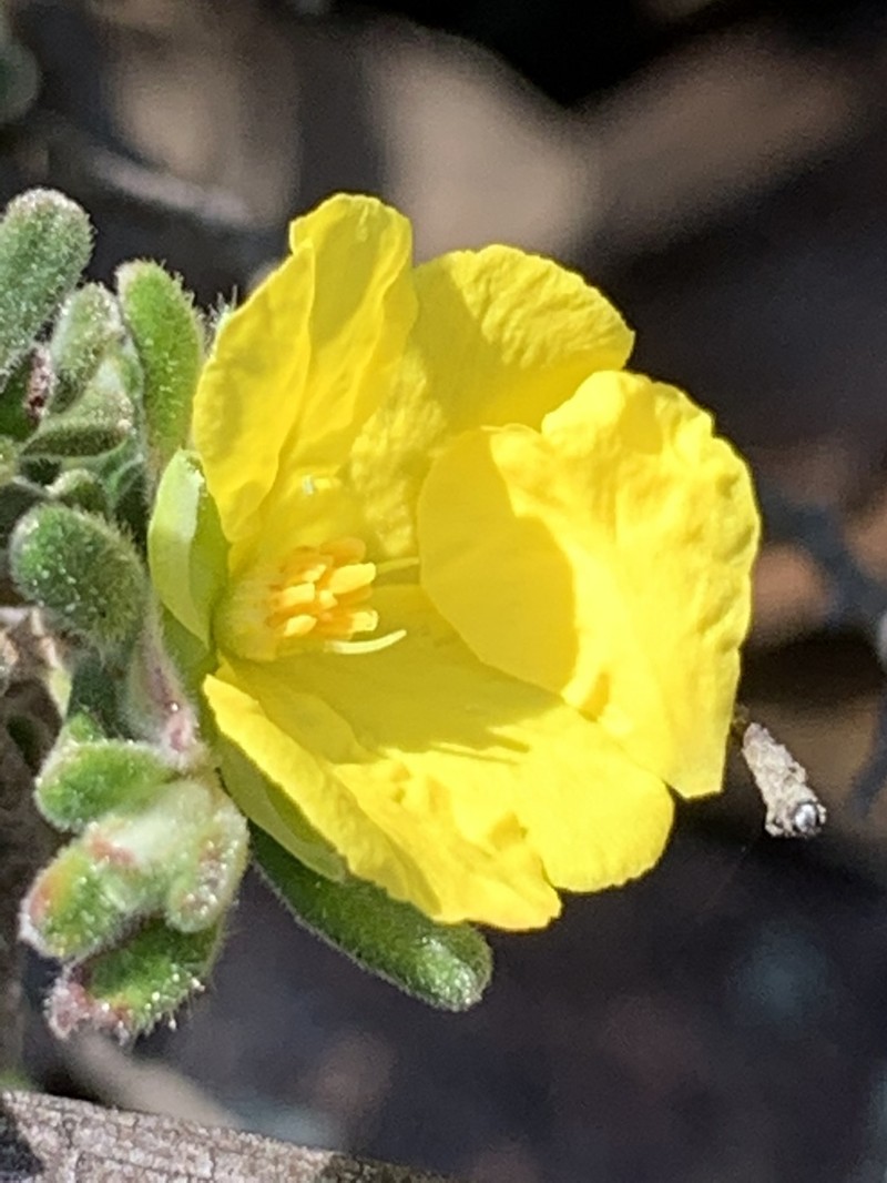 Hibbertia planifolia photo 2