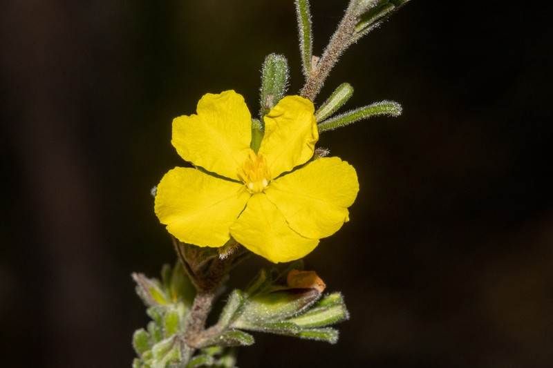Hibbertia planifolia photo 3