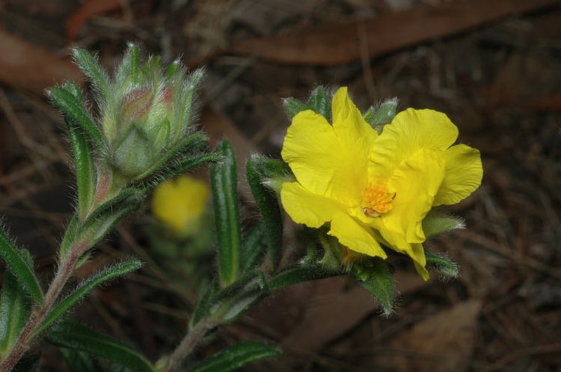 Hibbertia platyphylla