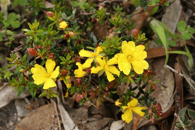 Hibbertia platyphylla photo 2