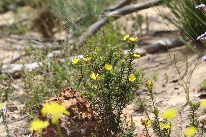 Hibbertia platyphylla photo 3