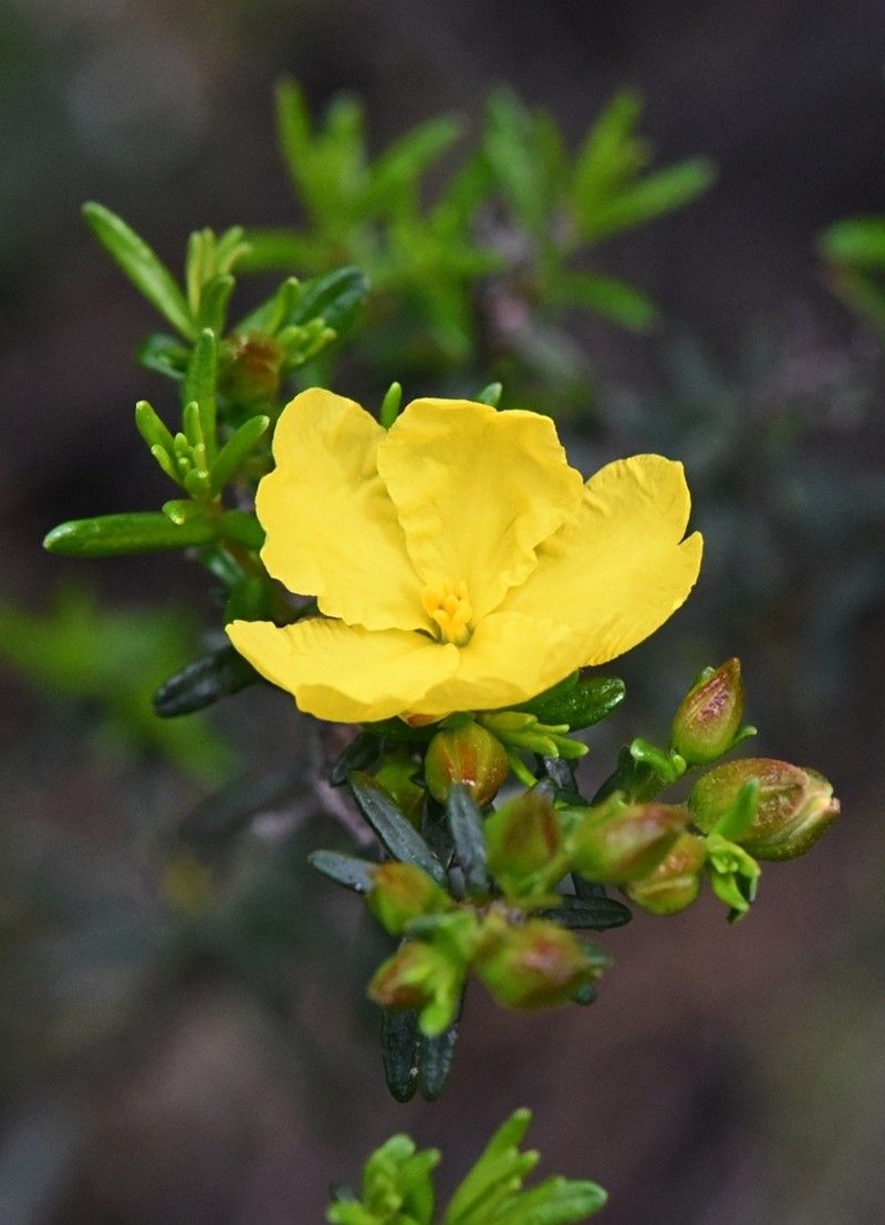 Hibbertia platyphylla photo 4