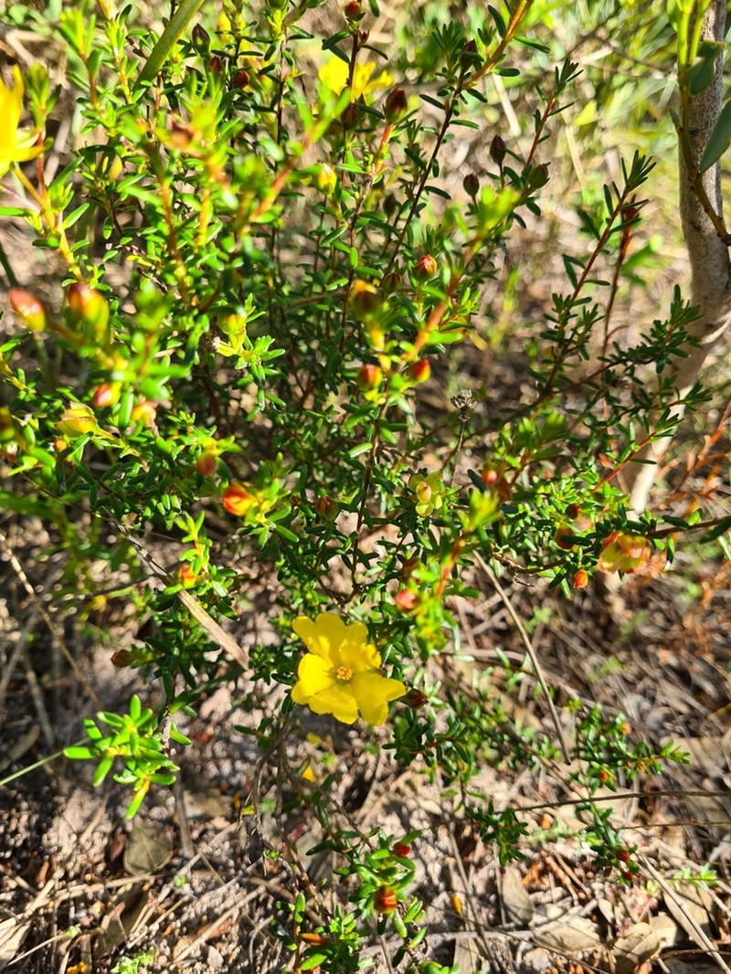 Hibbertia platyphylla photo 5