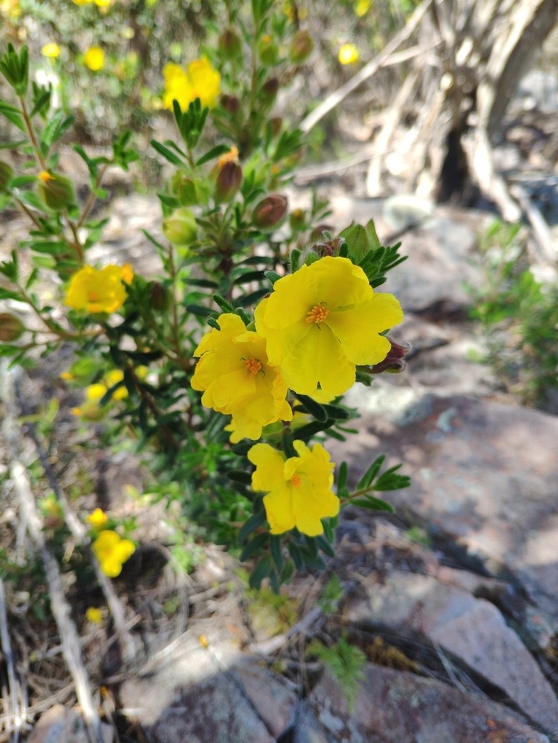 Hibbertia platyphylla photo 6
