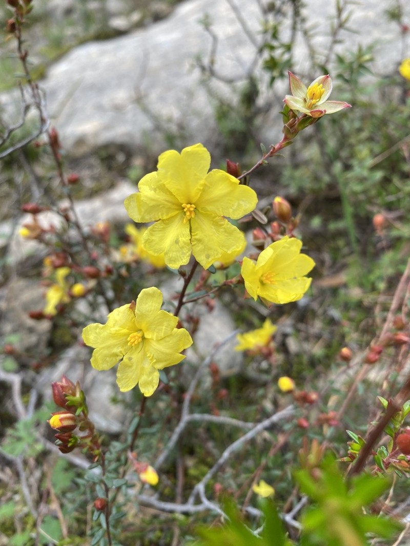 Hibbertia platyphylla photo 7